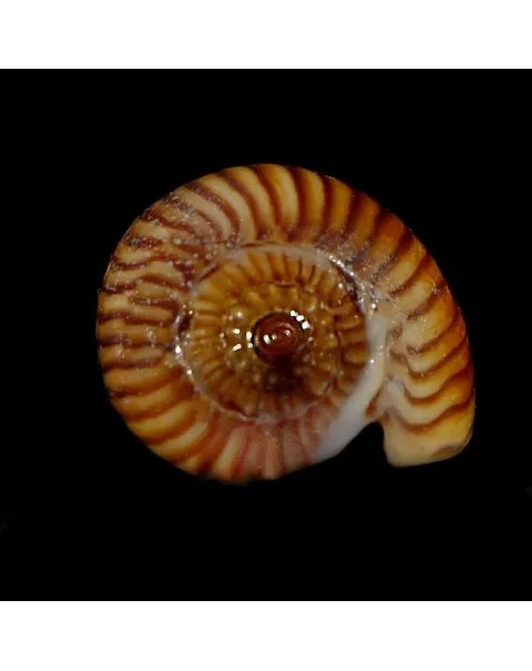 Amoria Zebra