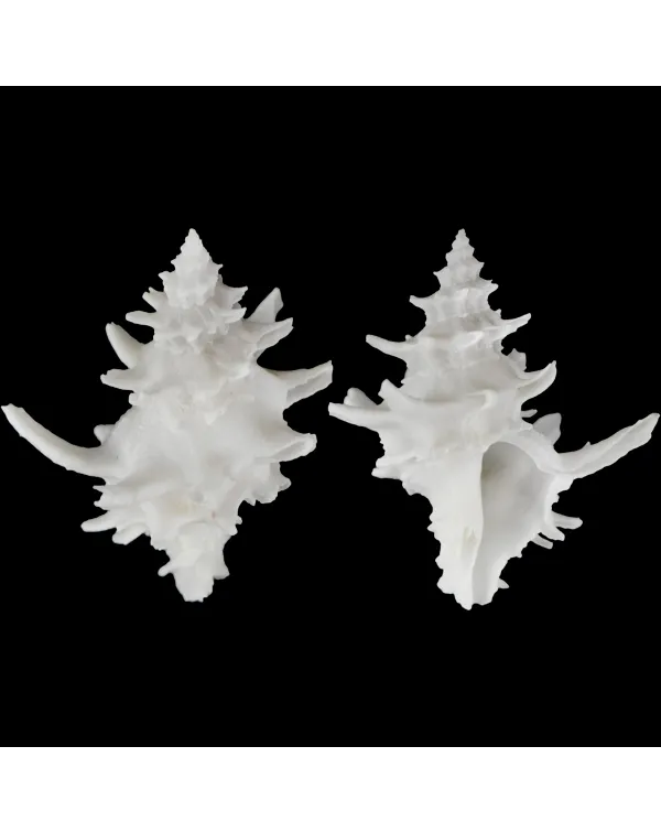 Babelomurex Diadema White