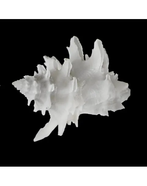 Babelomurex Diadema White