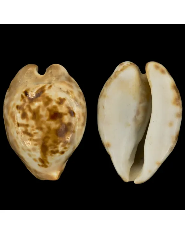 Barycypraea Teulerei