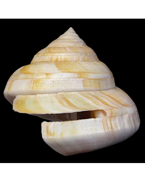 Bayerotrochus Westralis