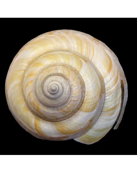 Bayerotrochus Westralis