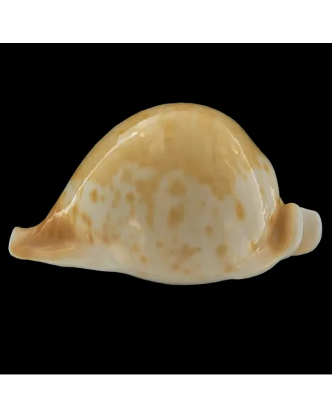 Cypraea Armeniaca