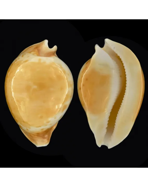 Cypraea Armeniaca