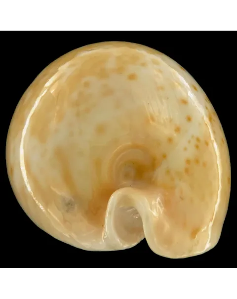 Cypraea Armeniaca
