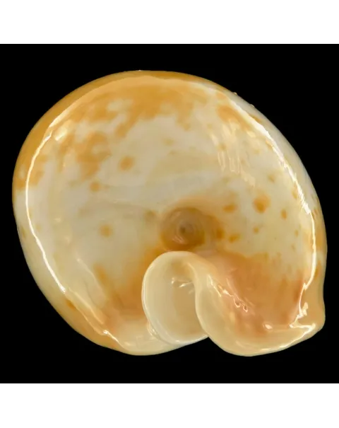 Cypraea Armeniaca