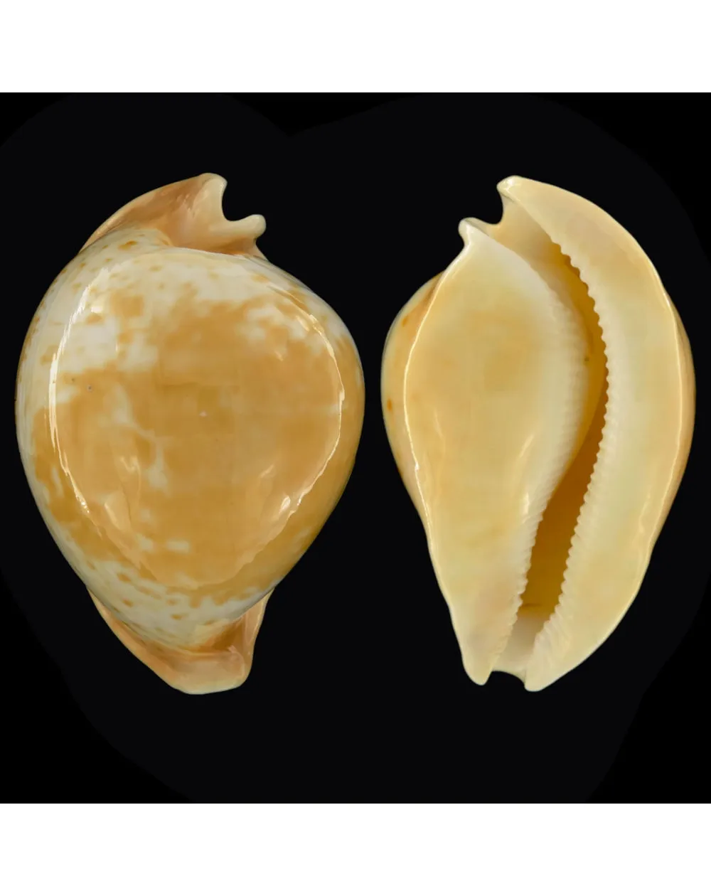 Cypraea Armeniaca