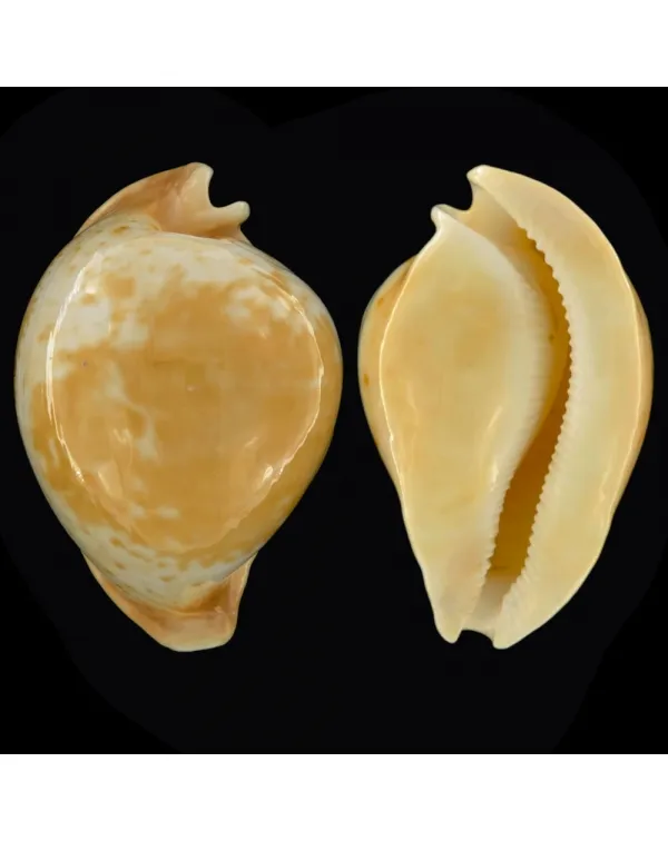 Cypraea Armeniaca