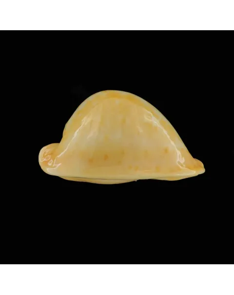 Umbilia Armeniaca