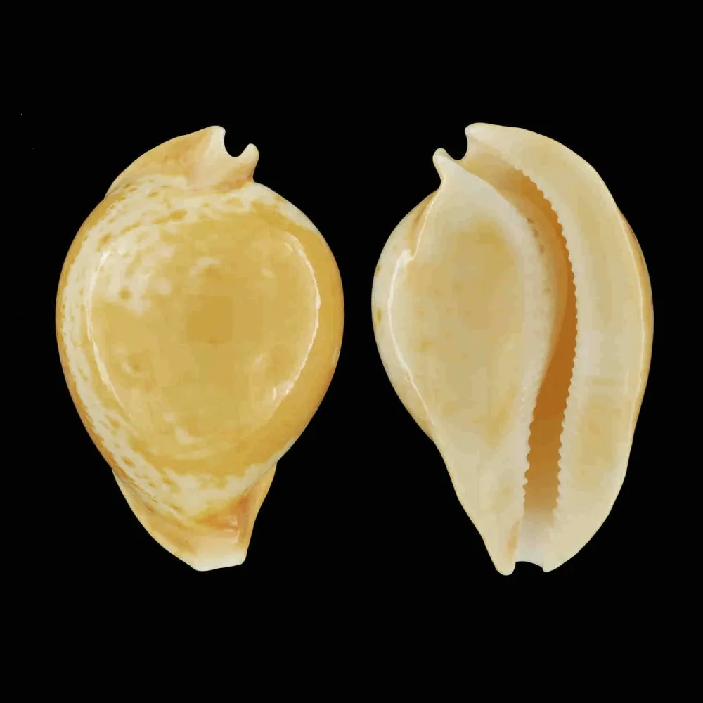 Umbilia Armeniaca