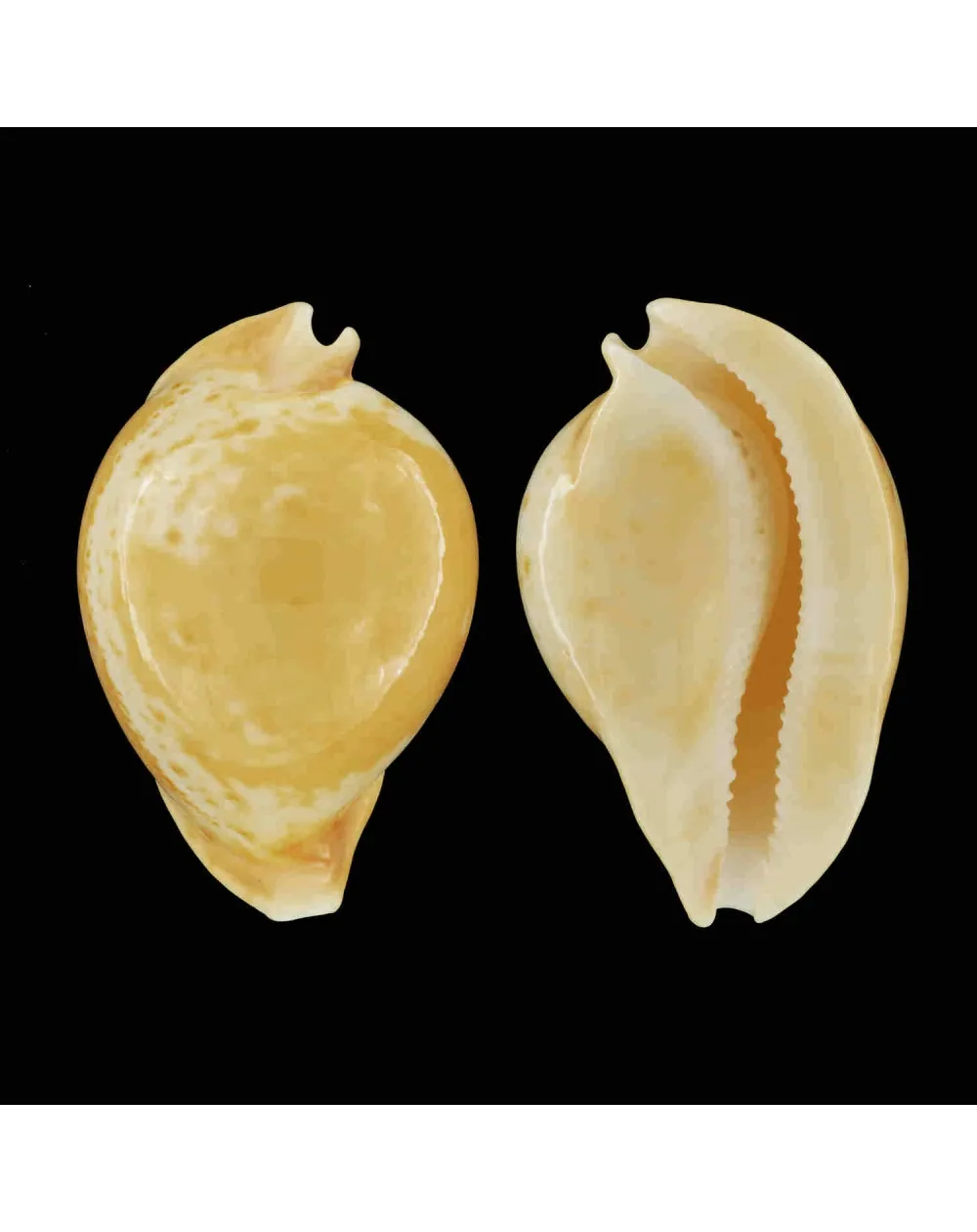 Umbilia Armeniaca