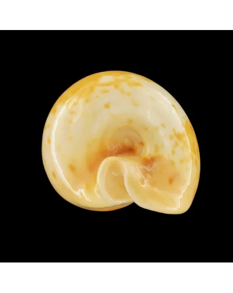 Umbilia Armeniaca
