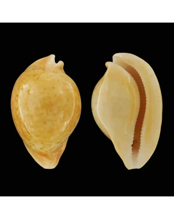 Umbilia Armeniaca