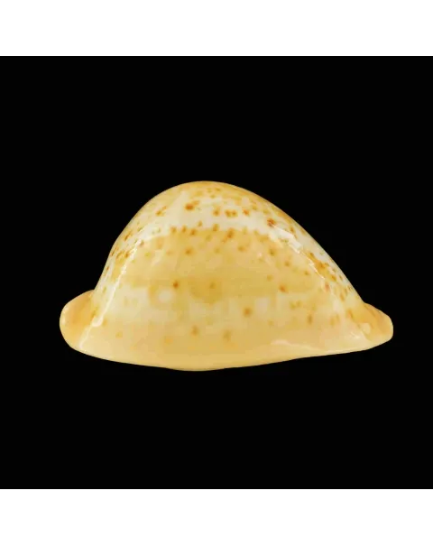 Umbilia Armeniaca
