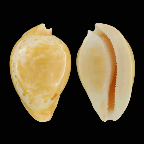 Umbilia Armeniaca