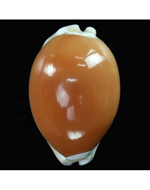 Cypraea Aurantium
