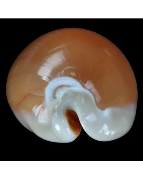 Cypraea Aurantium