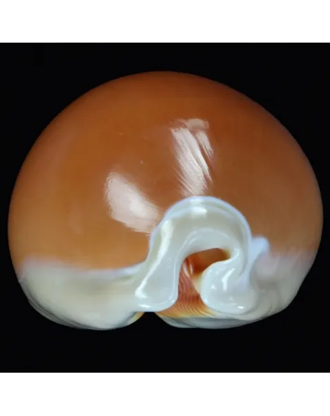 Cypraea Aurantium