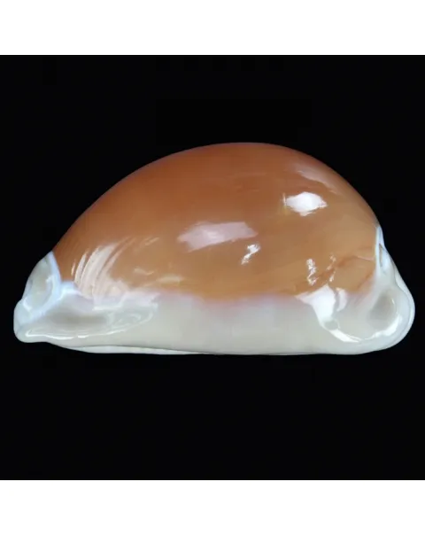 Cypraea Aurantium