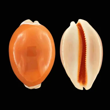 Cypraea Aurantium