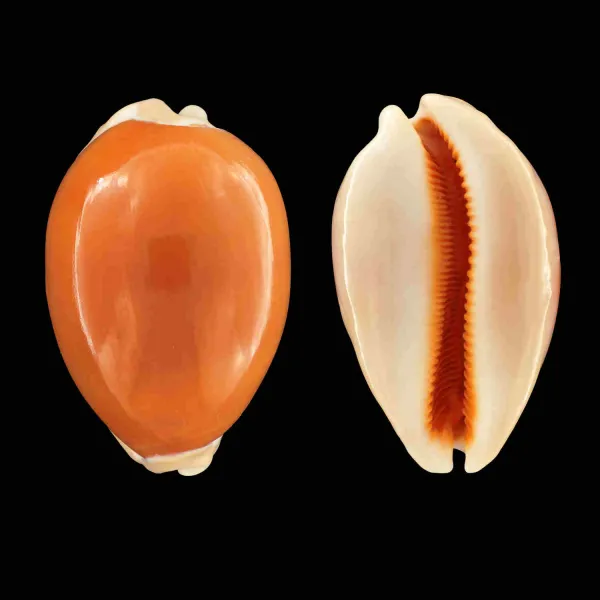 Cypraea Aurantium