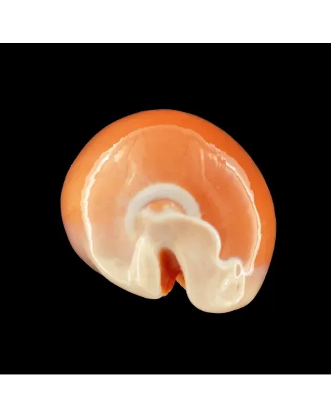 Cypraea Aurantium
