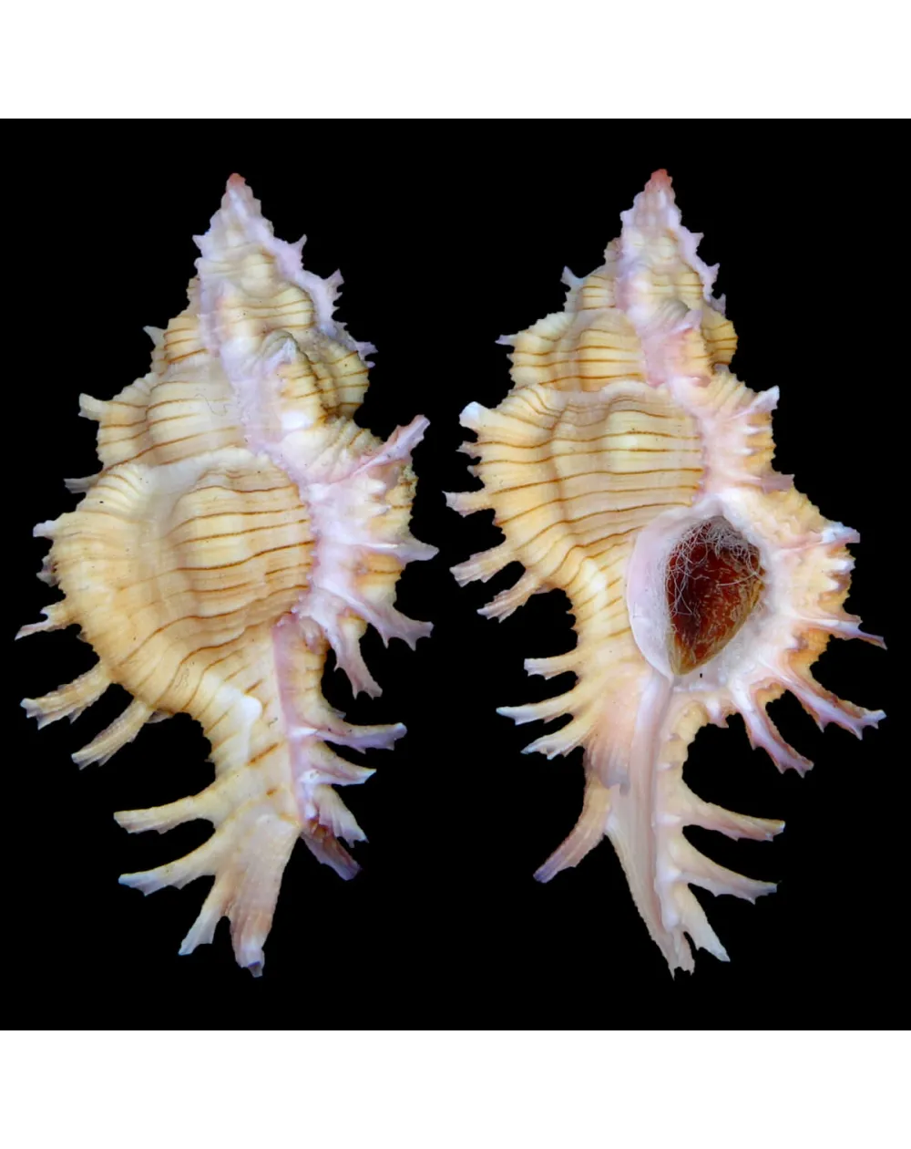 Chicoreus Aculeatus
