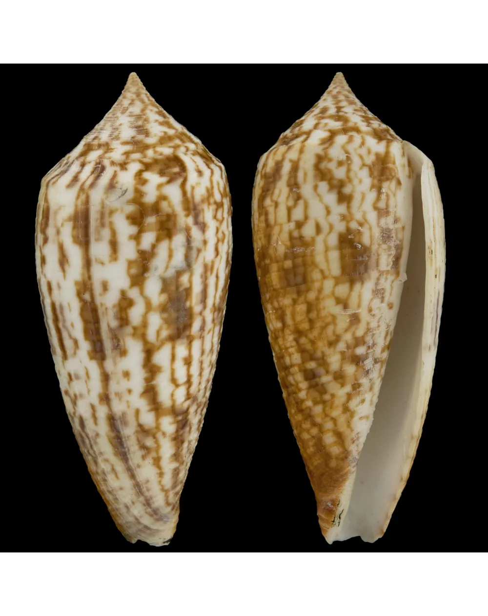 Conus Australis