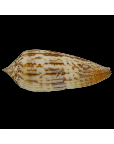 Conus Australis