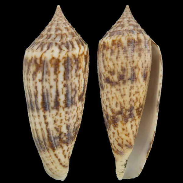 Conus Australis