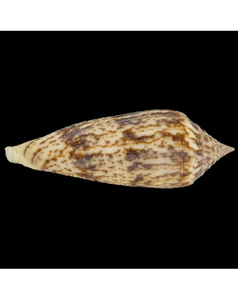 Conus Australis