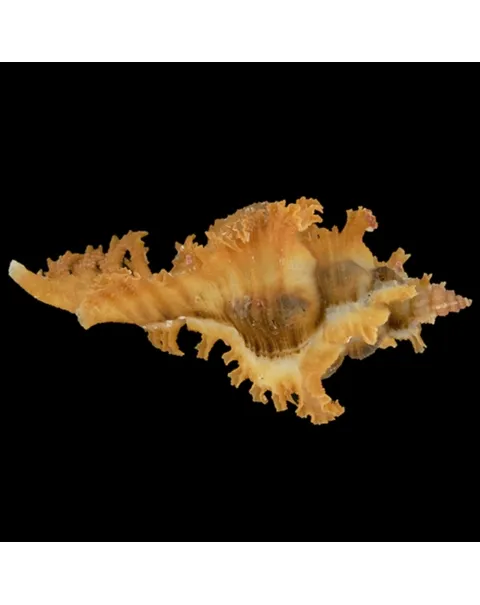 Chicoreus Banksii