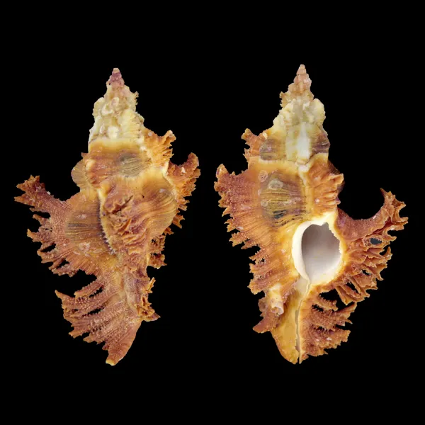 Chicoreus Banksii Orange