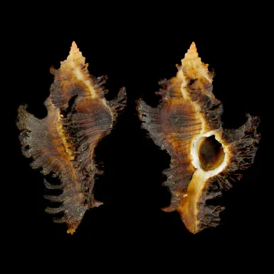 Chicoreus Banksii