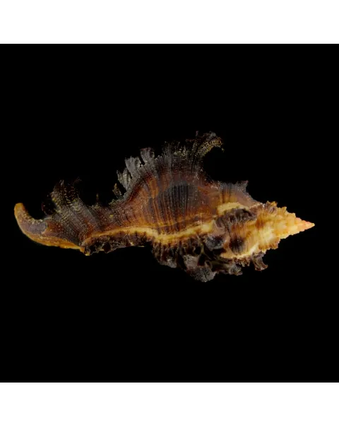 Chicoreus Banksii