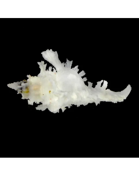 Chicoreus Banksii f. Crocatus "White"