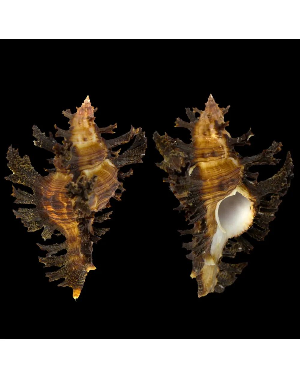 Chicoreus Banksii