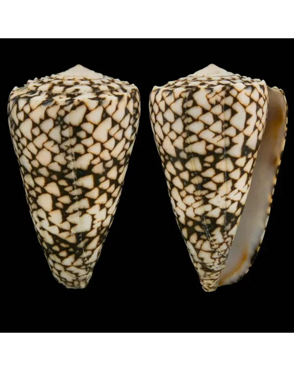 Conus Bandanus