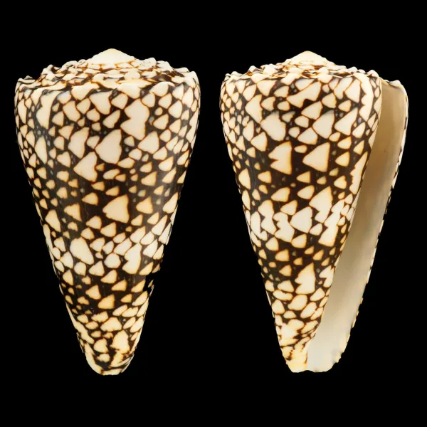 Conus Bandanus