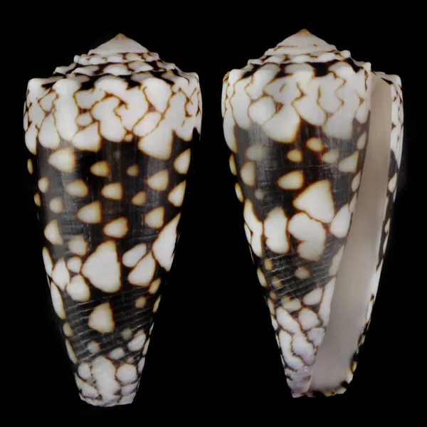 Conus Bandanus