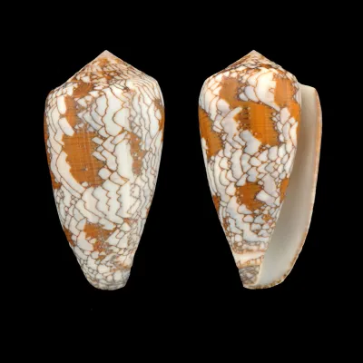 Conus Behelokensis