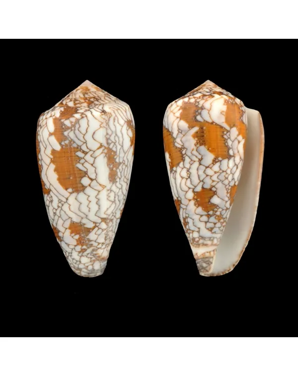 Conus Behelokensis