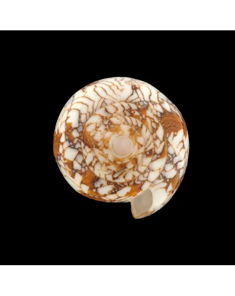 Conus Behelokensis