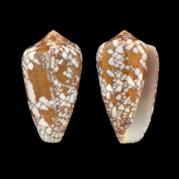 Conus Behelokensis