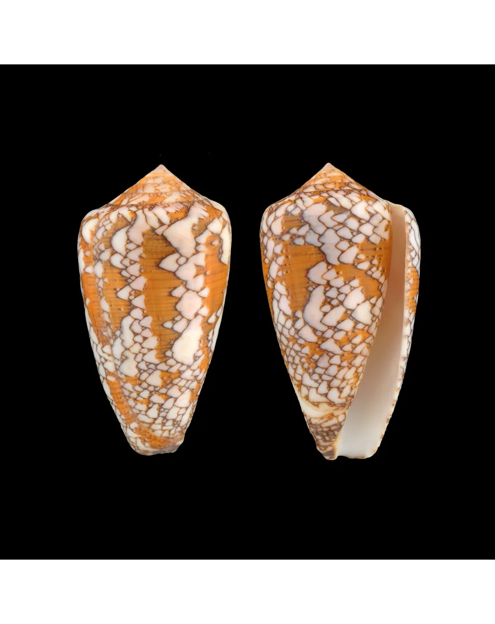 Conus Behelokensis XXL