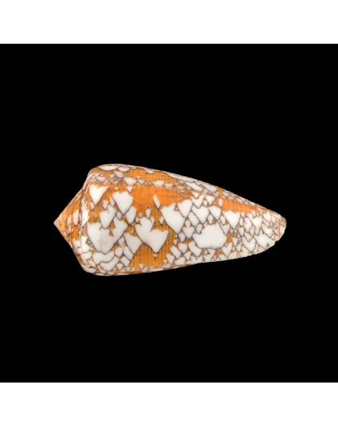 Conus Behelokensis XXL