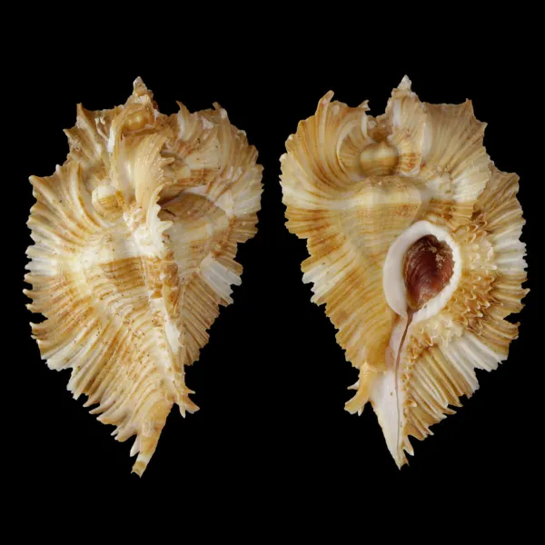 Chicoreus Miyokoae