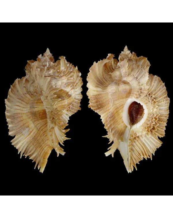 Chicoreus Miyokoae