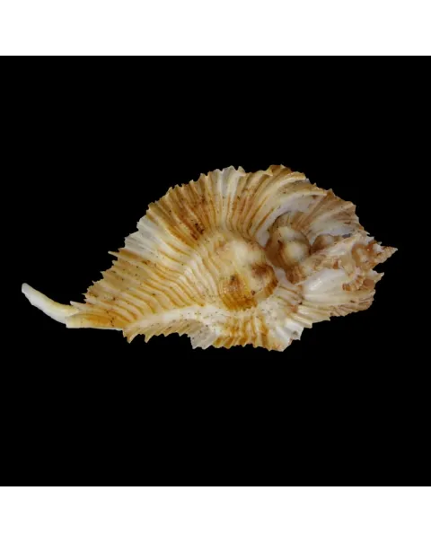 Chicoreus Miyokoae