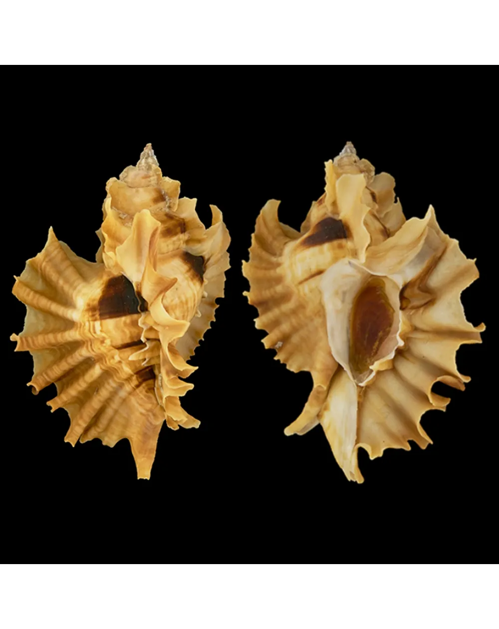 Ceratostoma Burnetti